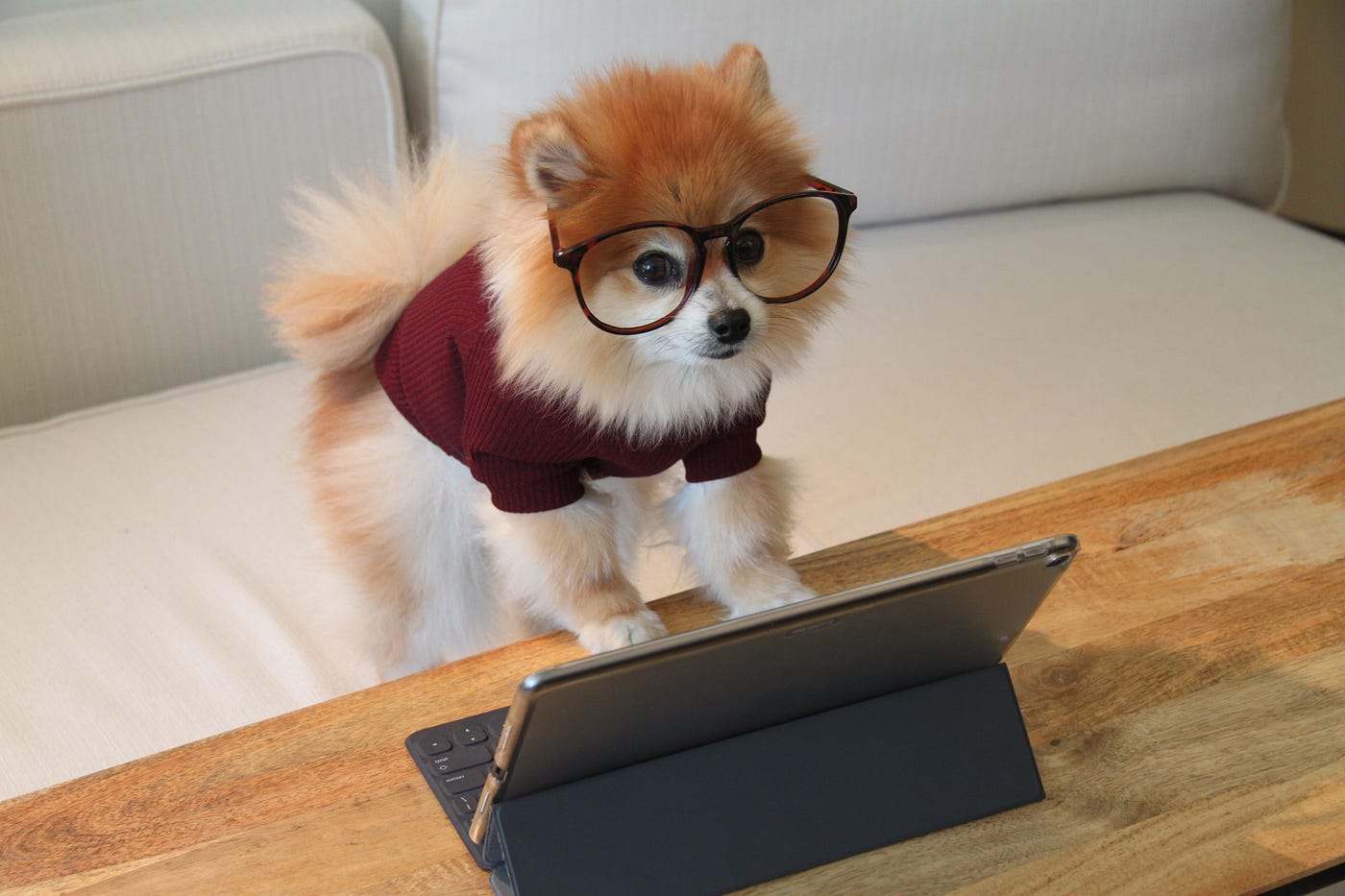 Photo by Cookie the Pom on Unsplash