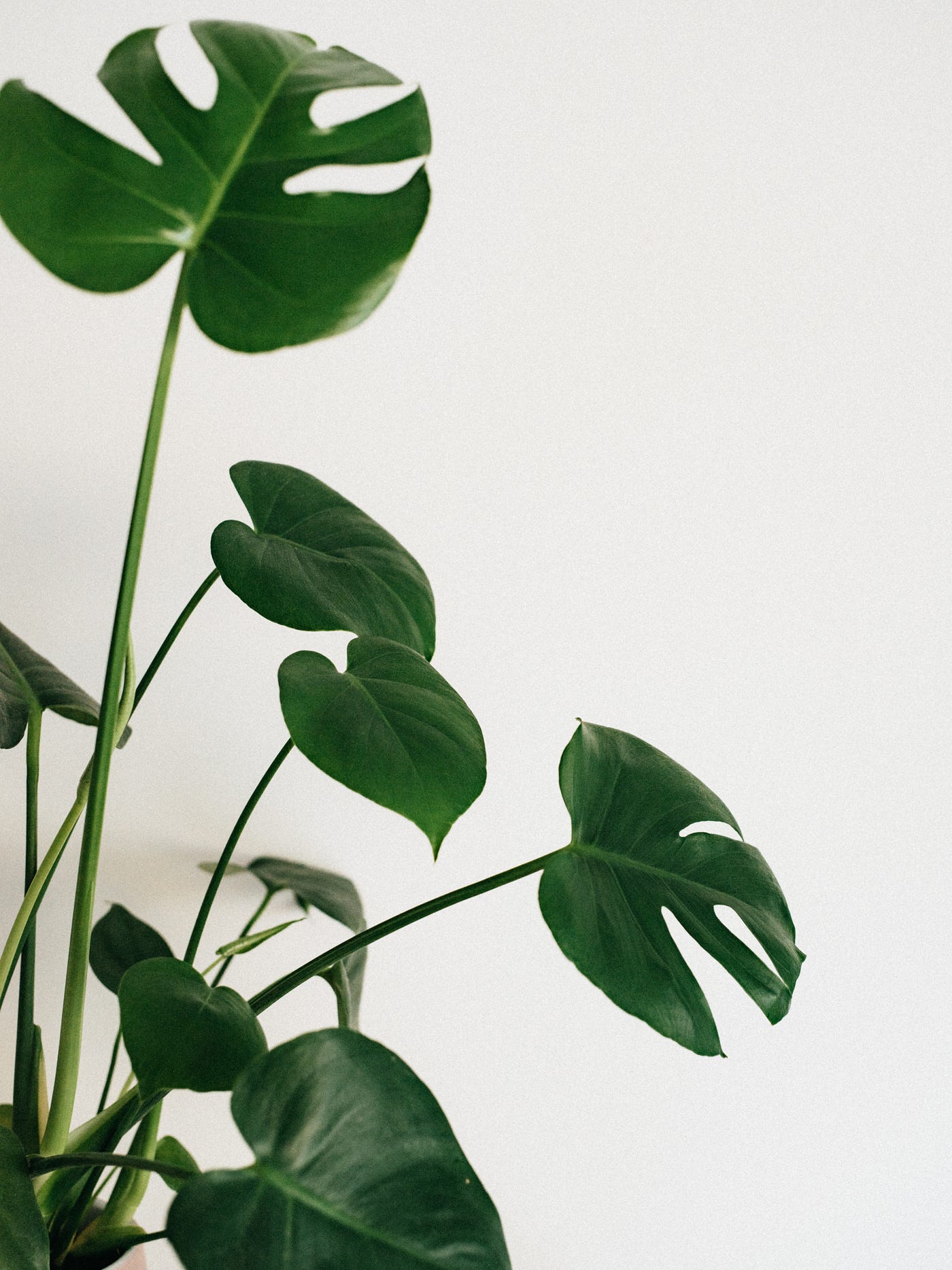 ficus microcarpa ginseng plant Ficus Microcarpa 'Ginseng' - House Plants - Plant Shop