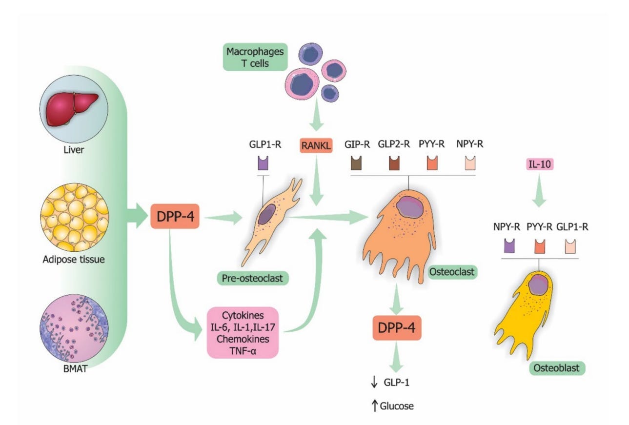 glp-1 studies Discover How GLP-1 Trials Are Not One-Size-Fit-All