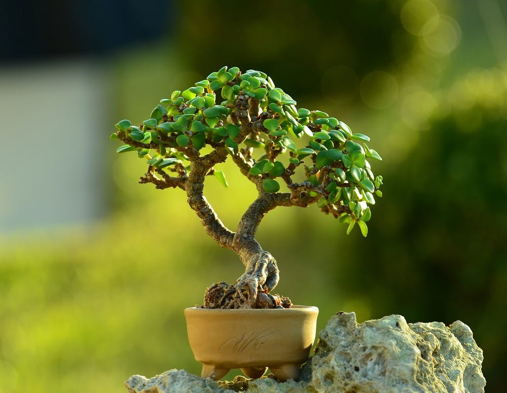 Do Bonsai Need Direct Sunlight for Proper Growth? | by Mariya Kanegi |  Medium