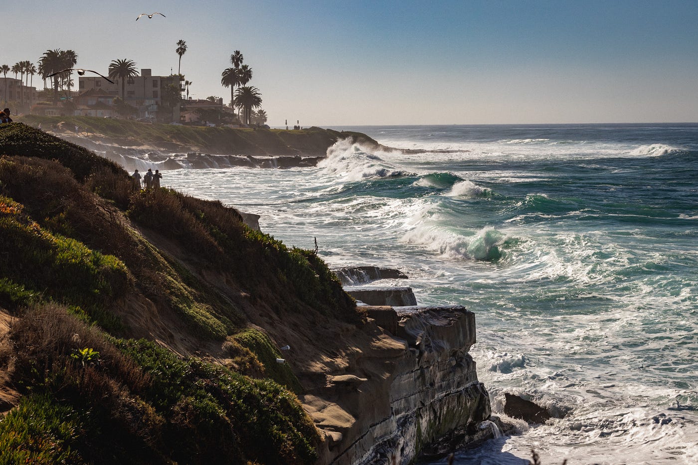 The La Jolla Cove Seals: 8 Things You Need to Know Before Visiting