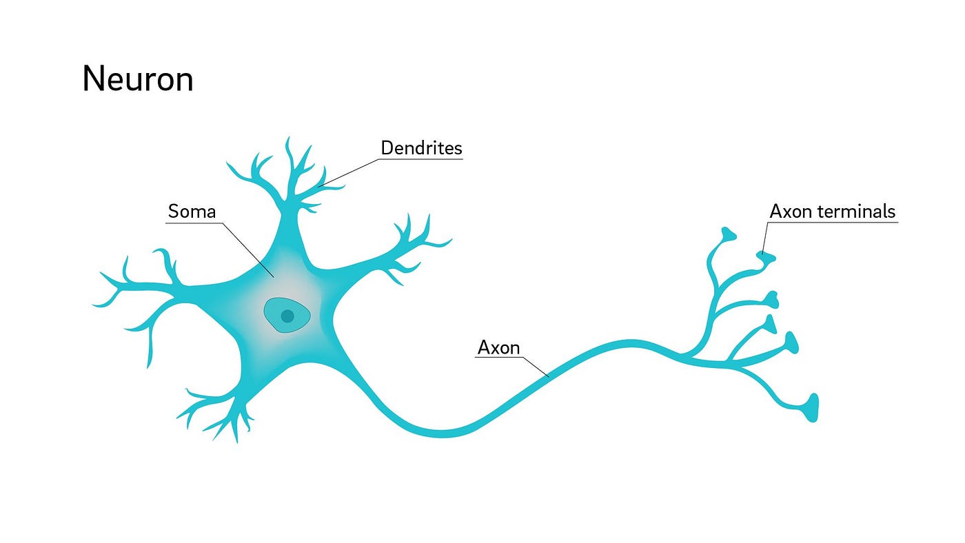 Introduction to Neural Networks. To begin with, a neuron is the basic… | by  Hemant Rakesh | DataDrivenInvestor