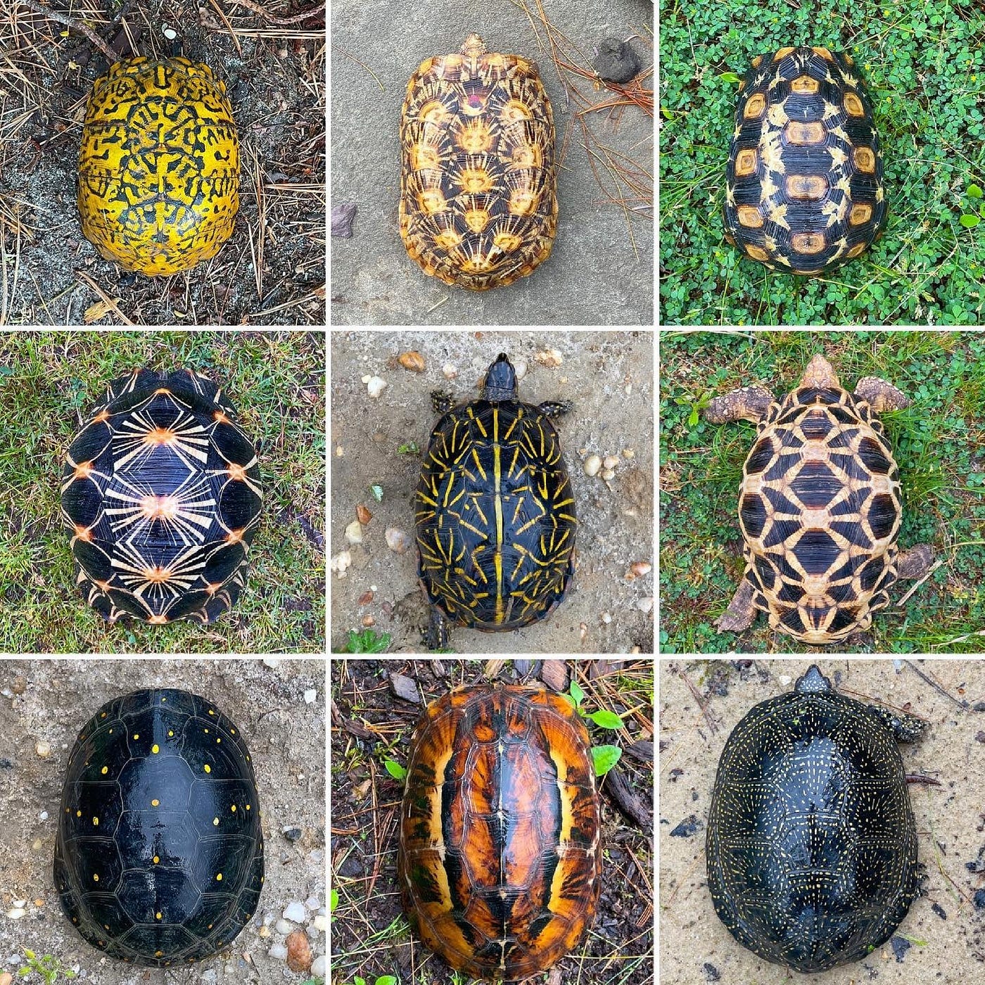 How Beautiful Are Turtles Shells, Pictures, by Regia Marinho
