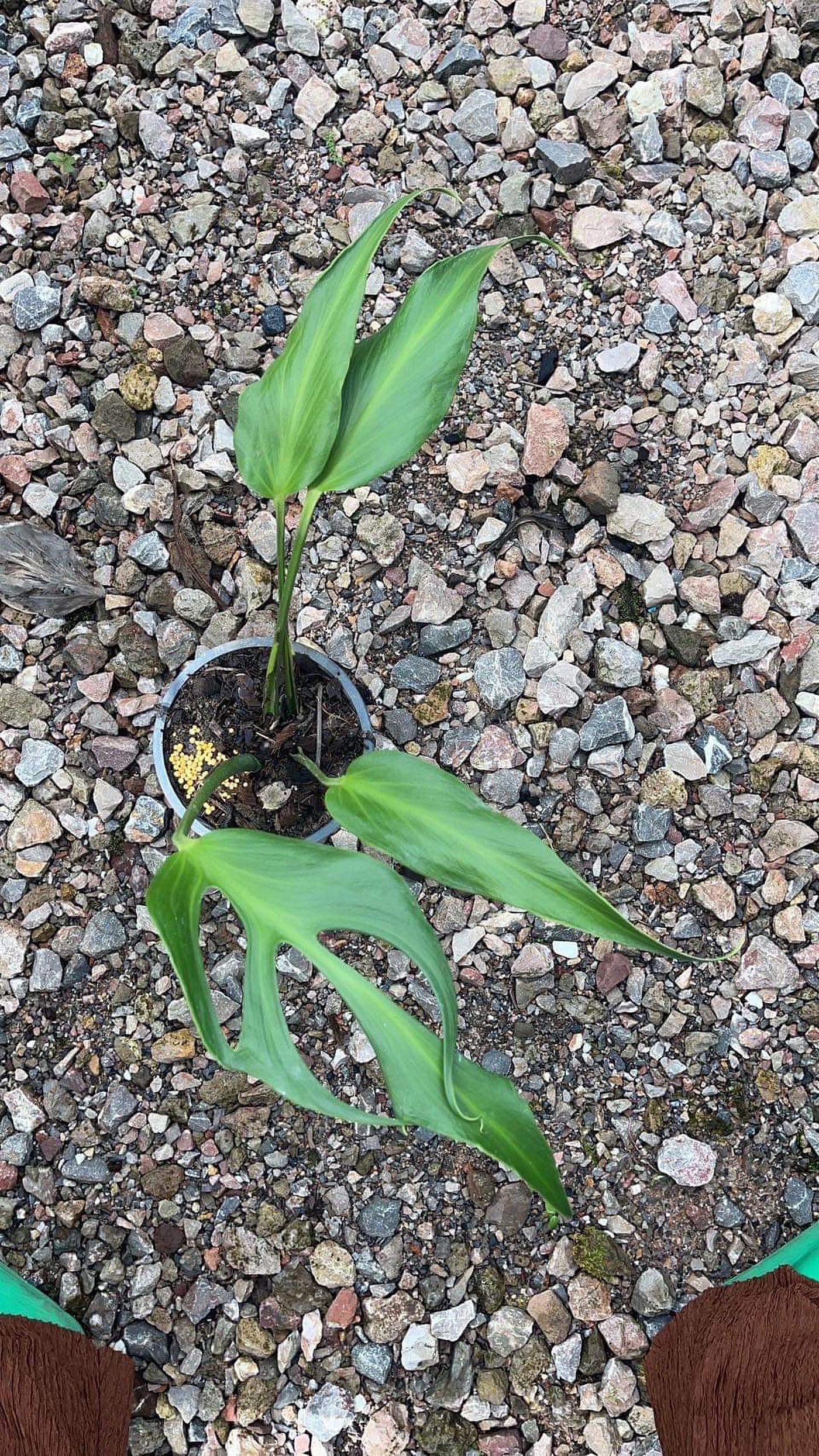 Propagating, Caring for and Repotting Your Monstera Burle Marx Flame | by  Greenboog Ltd | Medium