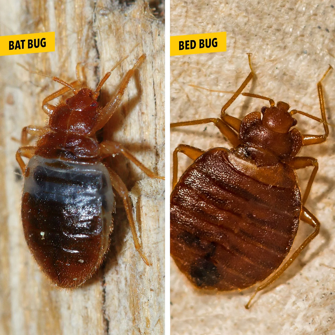 Learn about what does a bed bug look like. | Medium