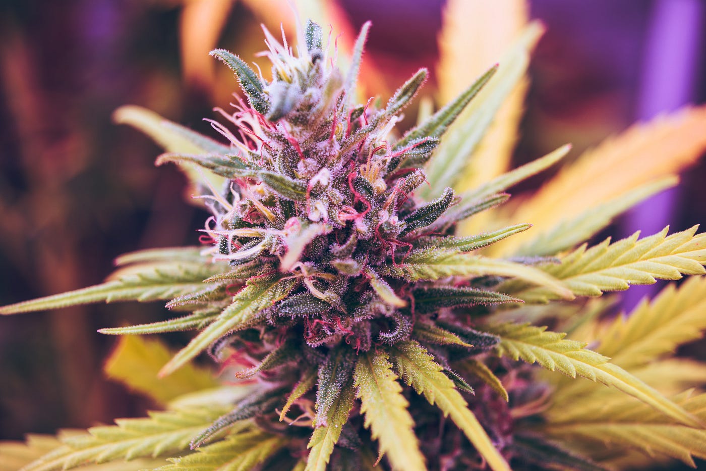 A bud of a marijuana plant, with purplish flowers. Some marijuana users may have elevated levels of lead and cadmium — two heavy metals linked to long-term health issues — in their blood and urine.