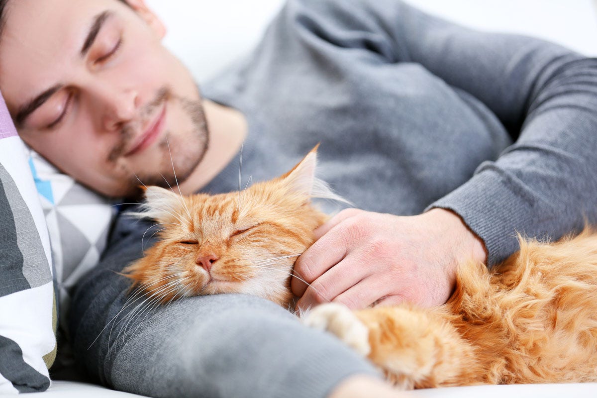 Why Do Cats Sit on Your Chest: Surprising Reasons Revealed