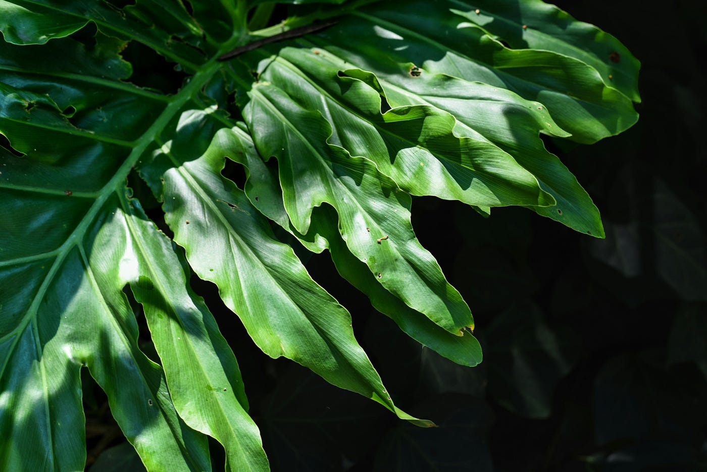 Bringing the Jungle Home Without the Humidity Hassle | by The Houseplant  Guy | Medium
