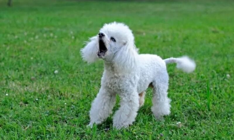 Why Poodles Are The Worst Dog You Need To Know by Pets Regency