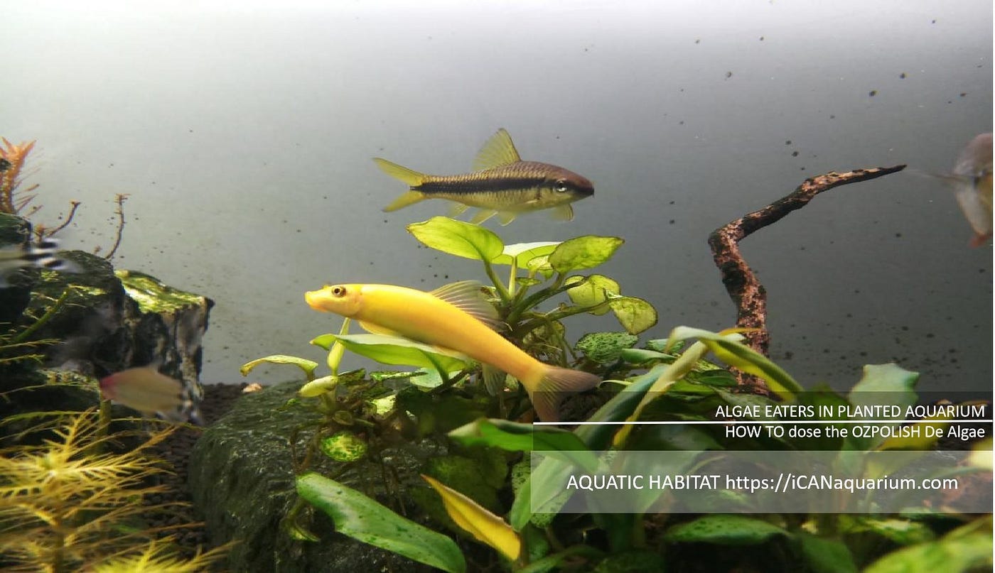 HOW TO dose the OZPOLISH De Algae