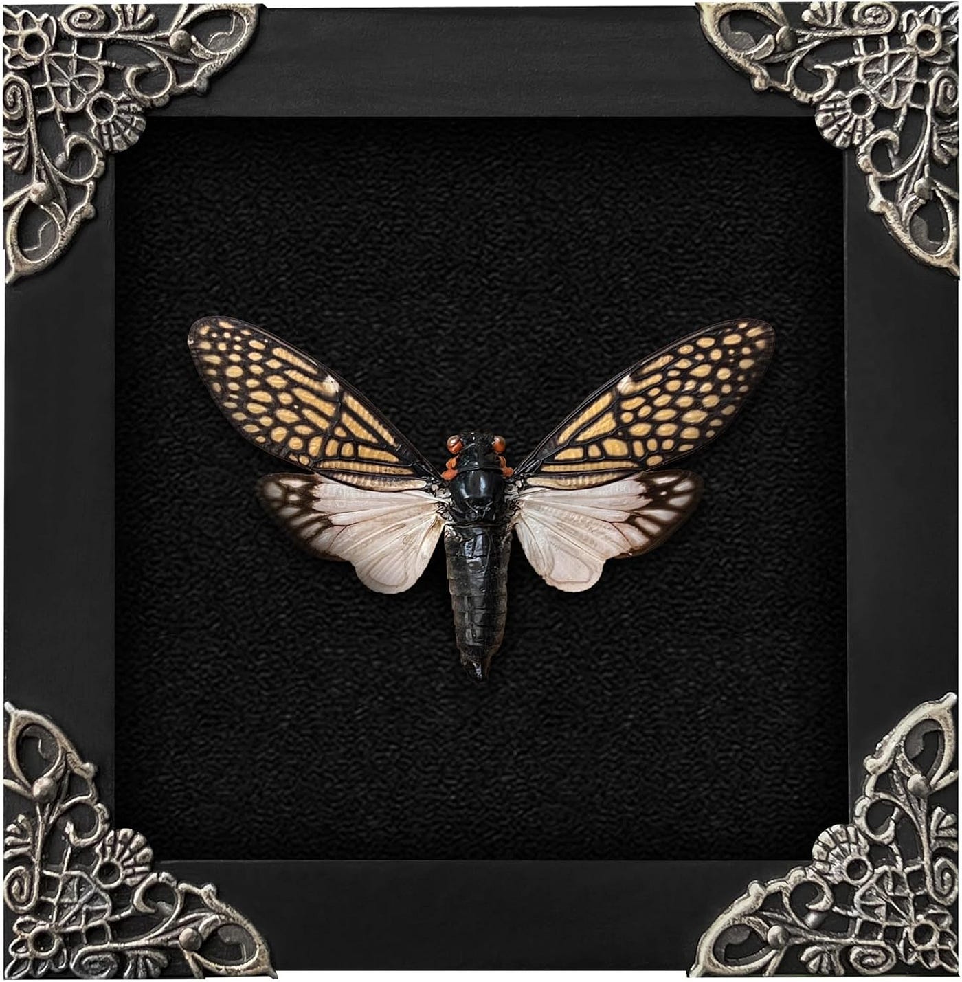 Real Framed Cicada Tailanga Review: A Quirky Delight