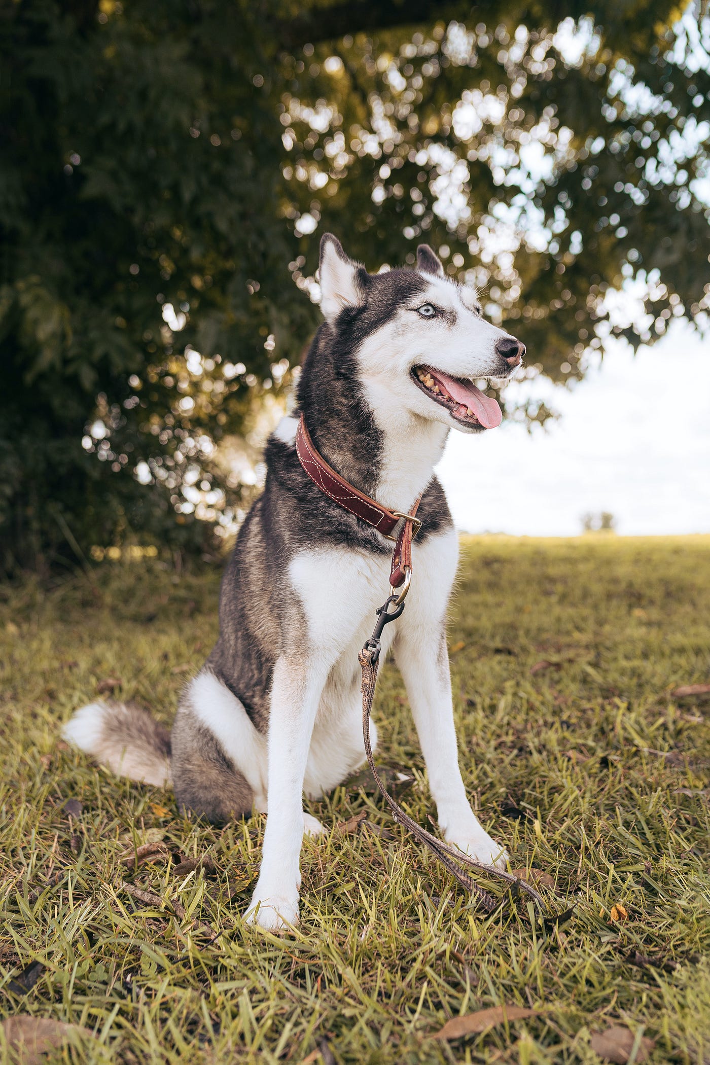 Leash training discount a husky