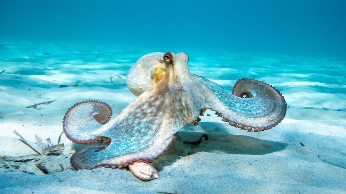 Otto the octopus
