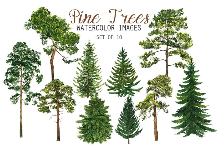 types-of-pine-trees