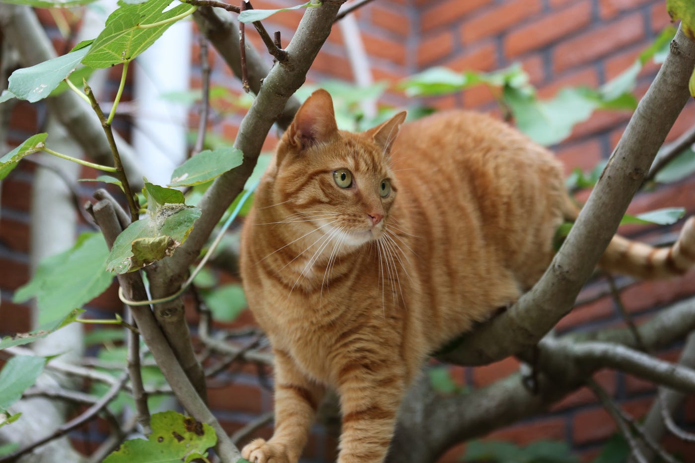 A cat stuck in hotsell a tree