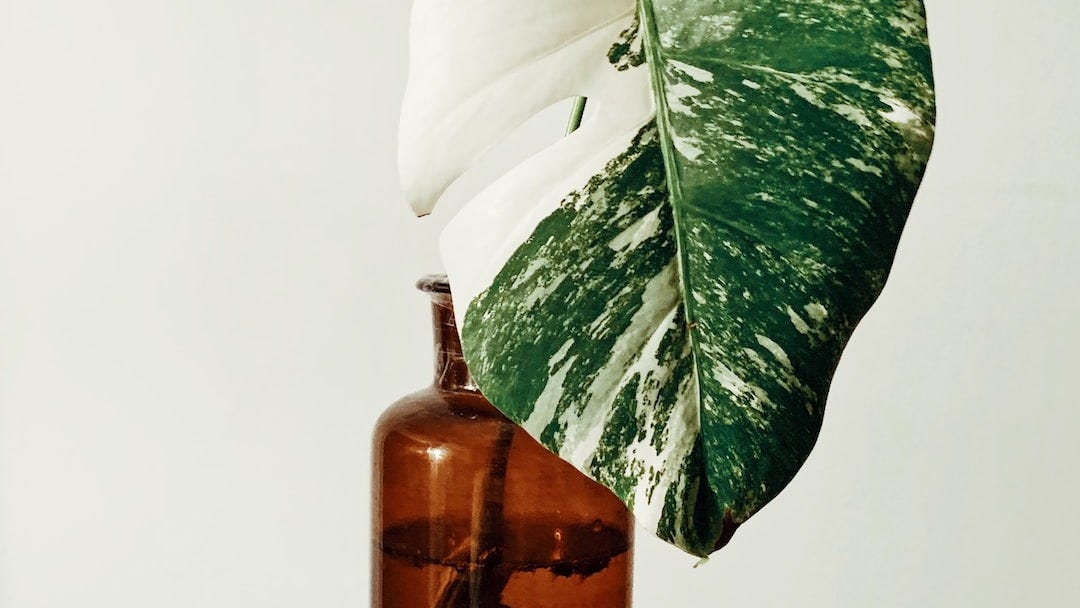 Electroculture Gardening: Shockingly Good for Your Plants, by Marcie Pratt