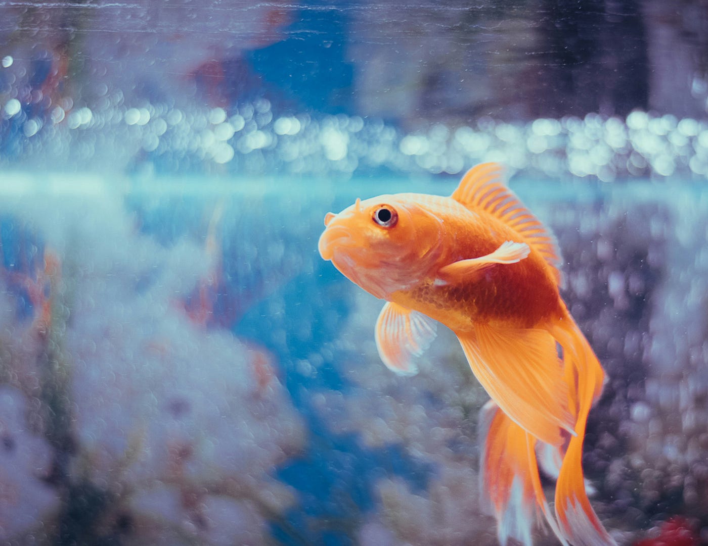 Can Fish See Water? Unveiling Aquatic Mysteries