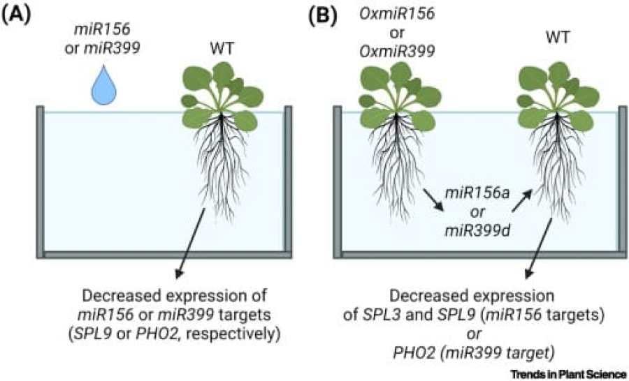 Scientists Tune into Plants Live Conversations 2024 | by ThClimate360 |  Medium