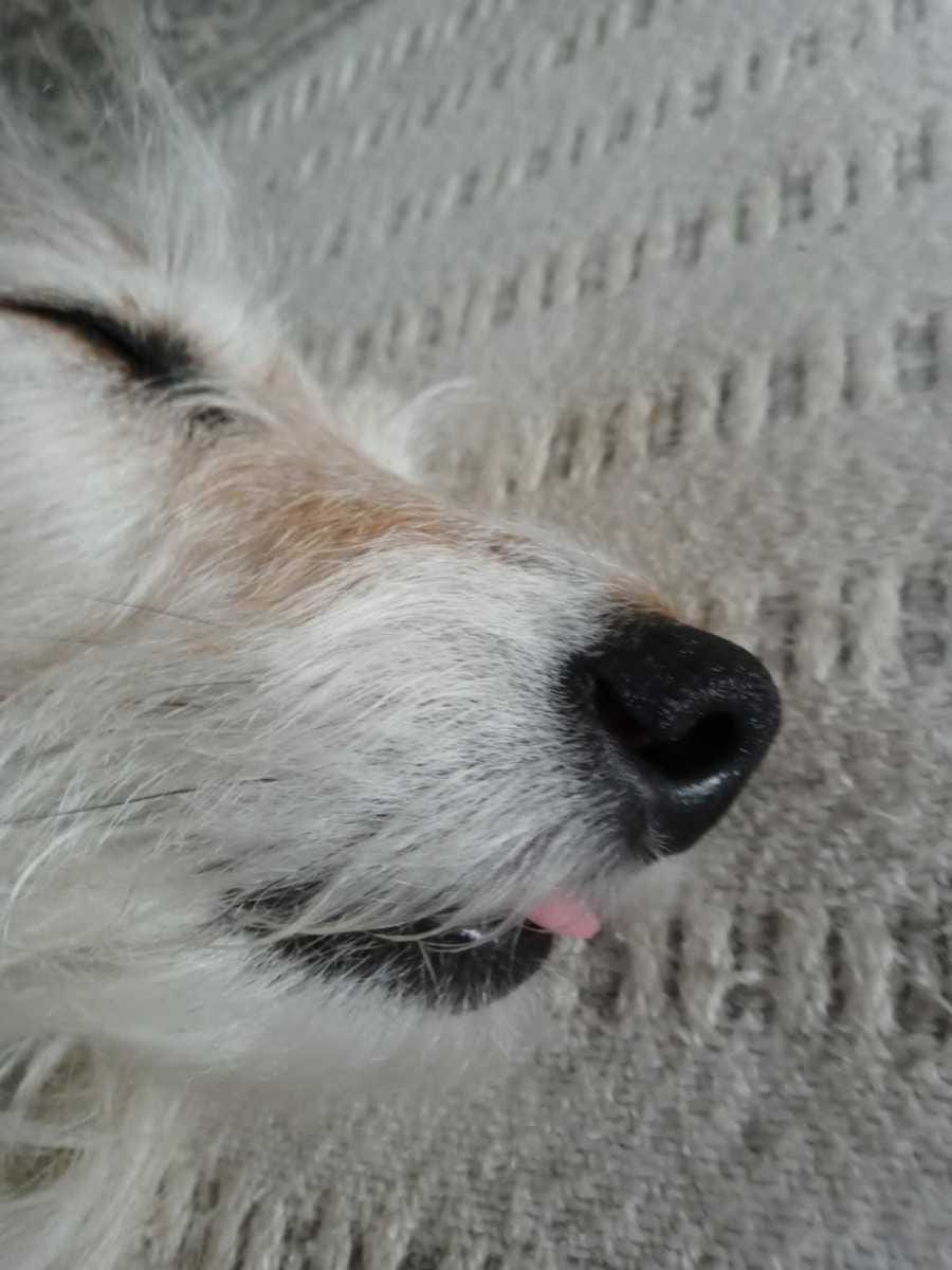 why does my dog's tongue vibrate Adult Sexy Nun Costume