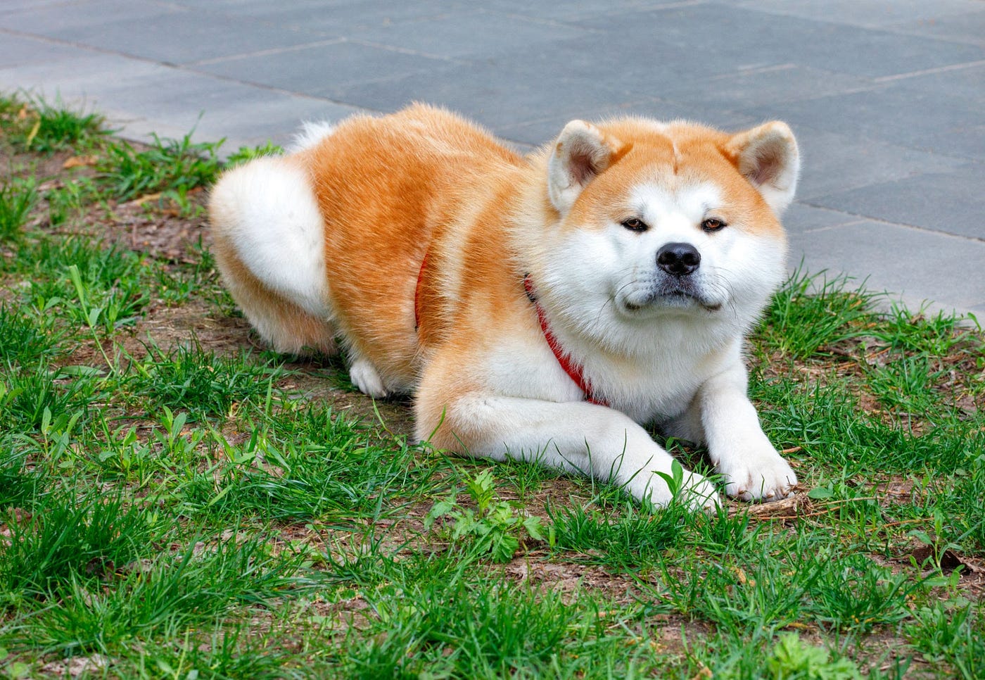 What is Akita Inu ($AKITA), Akita Coin? 2023-2024 | BitKan Hub