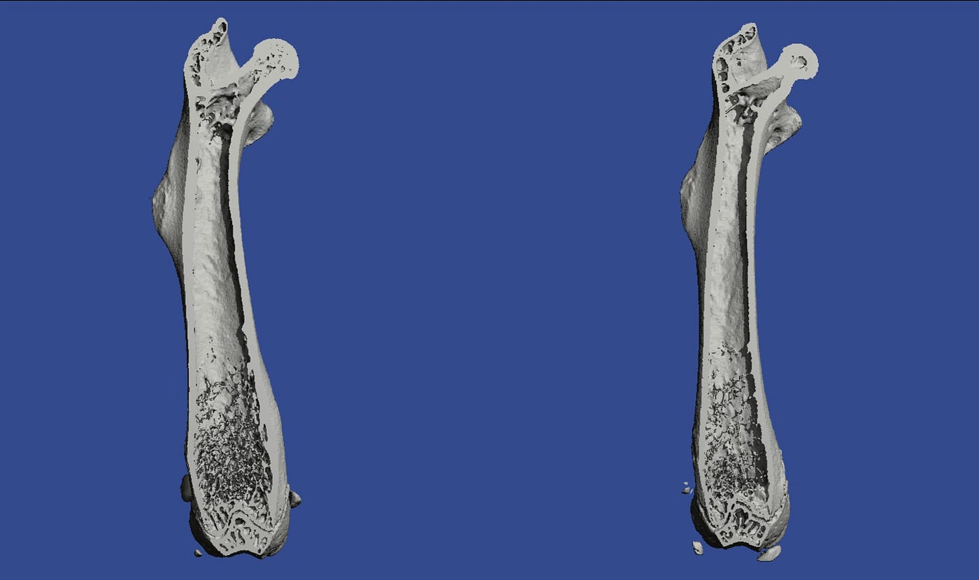 How osteocytes use the force