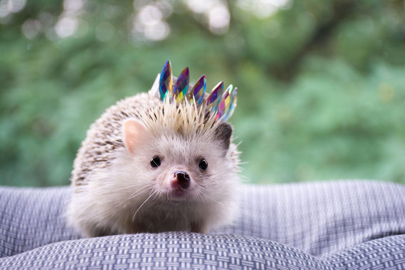 Hedgehogs Care And Maintenance: Essential Tips & Tricks