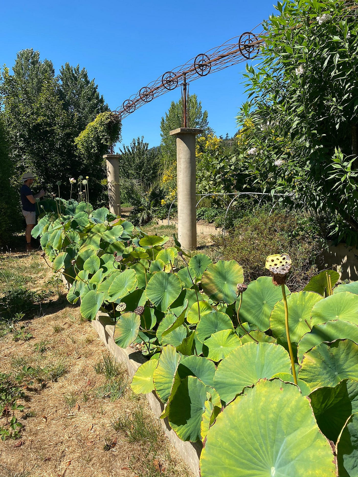 The Living Canvas: An August Journey Into the Heart of Sonoma Biodynamics
