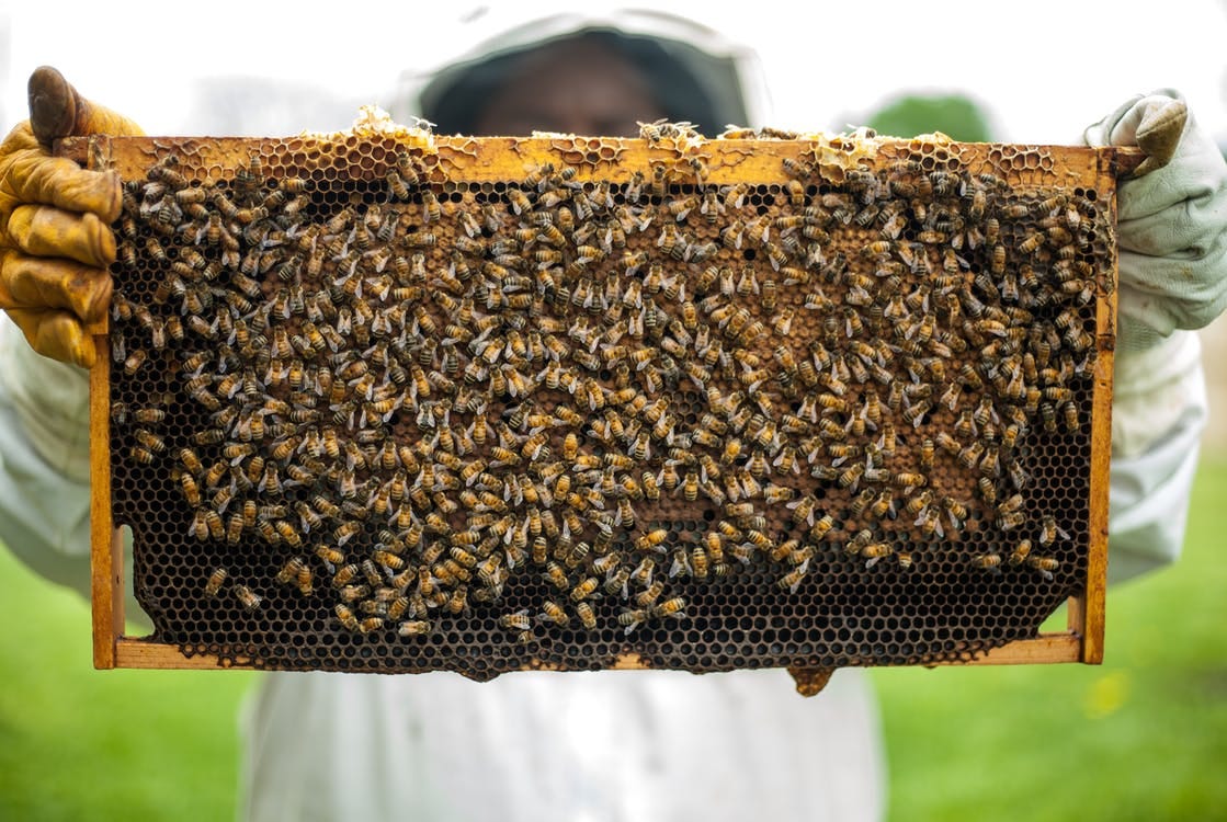 Is Beeswax Vegan? Bee Exploitation and Debate in the Vegan Community