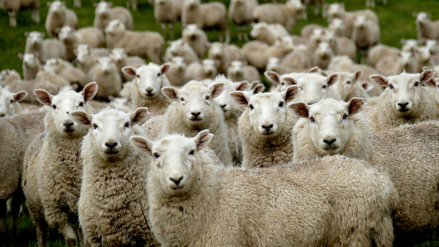 Are We All Becoming AI Sheep?. Why it's time to support real… | by Karo Ej  | New Writers Welcome | Medium