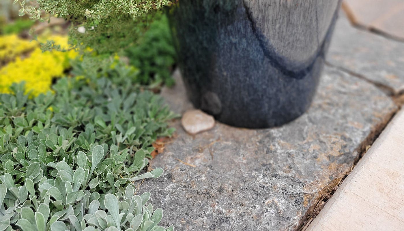 The Single Greatest Groundcover (at least, probably) | by The
