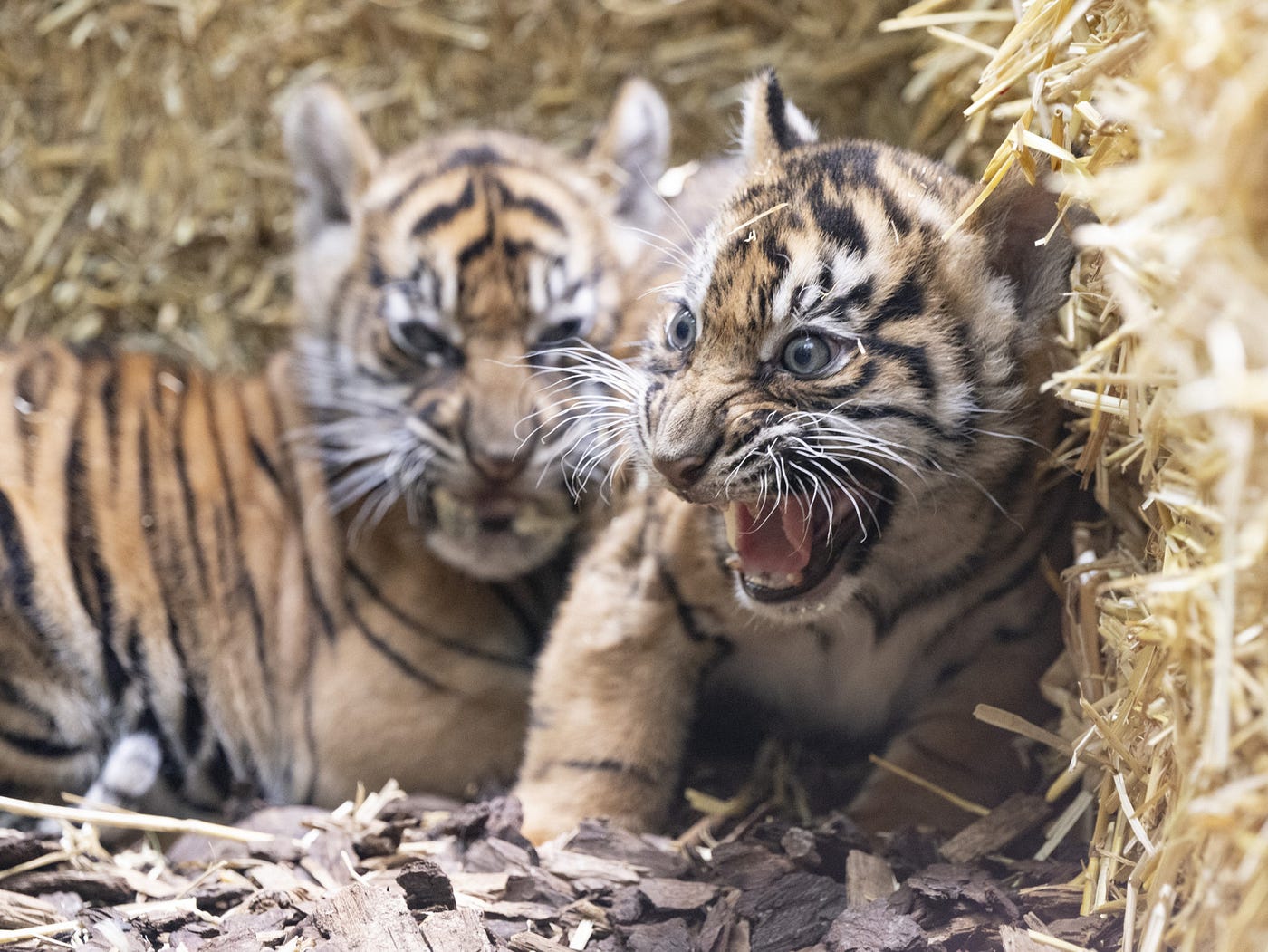 Zoo de frankfurt revela novos membros: dois tigres bebés