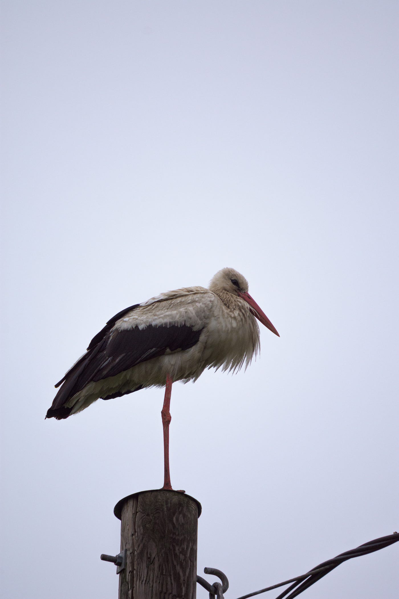 A right-facing heron stands on one leg on a piece of wood. Yoga or pilates can be excellent tools to enhance balance.