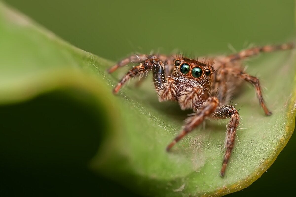 8 Dangerous Florida Spiders | by Animals Around The Globe | Medium, image size:1200x800