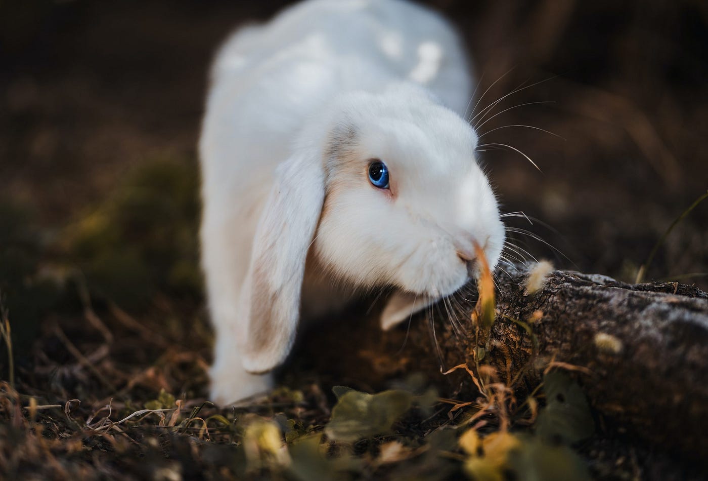 How Many Litters Can a Rabbit Have In a Lifetime? - Backyard Bunny News -  Medium