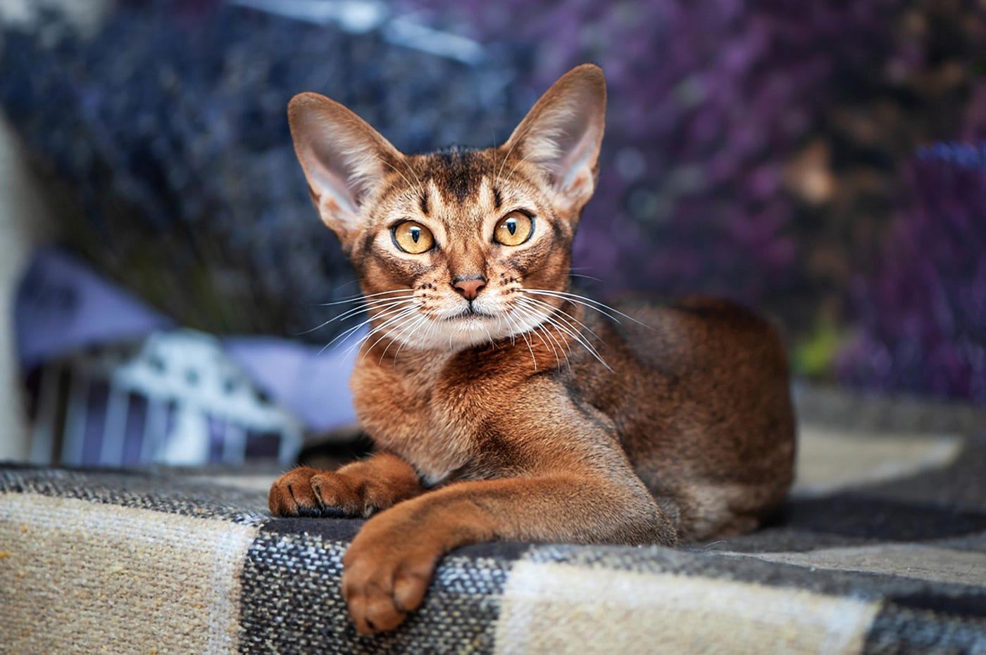 What were Abyssinian Cats Breeds for: Origins and Unique Traits Explained