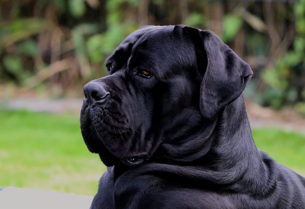 Dogo Argentino X Cane Corso Mix Cane Corso Dogo Argentino Cane