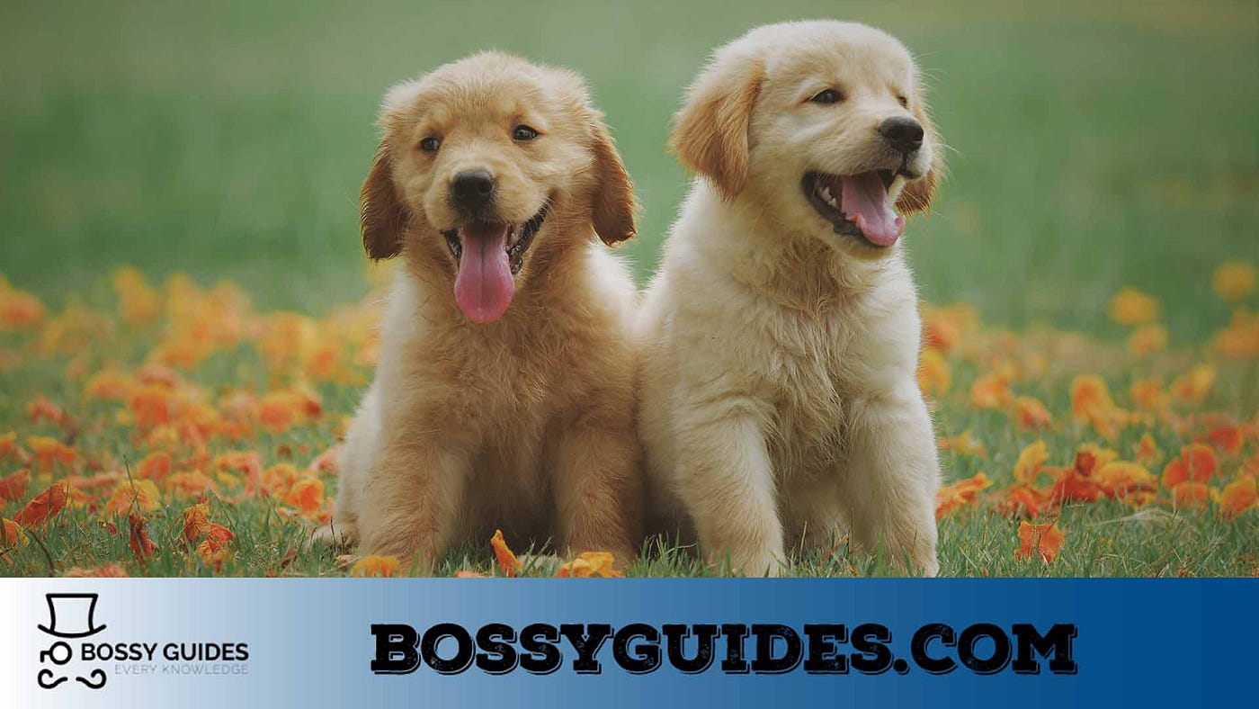 Do Dogs Understand Some Words