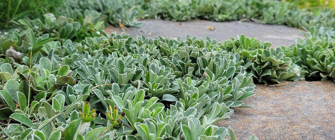 The Single Greatest Groundcover (at least, probably) | by The