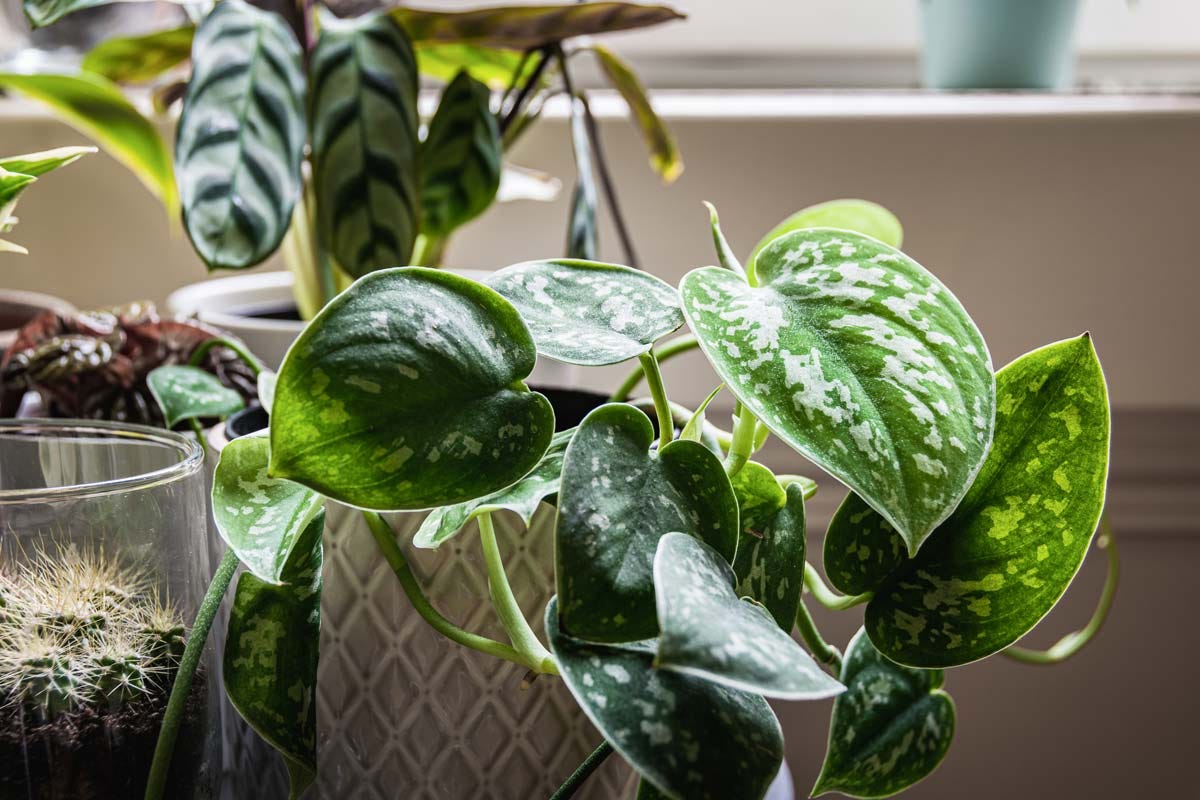 15 Rare Pothos Varieties: Rarest & Most Expensive Types | by Davin  Eberhardt | Medium