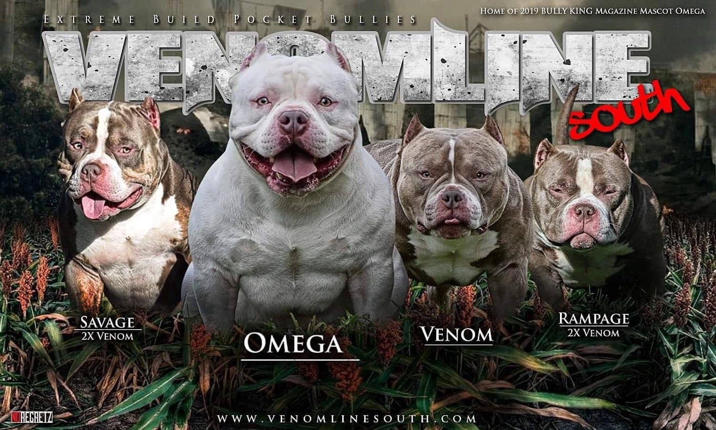 The Lilac Tri Colored Pocket American Bully, by BULLY KING Magazine, BULLY KING Magazine