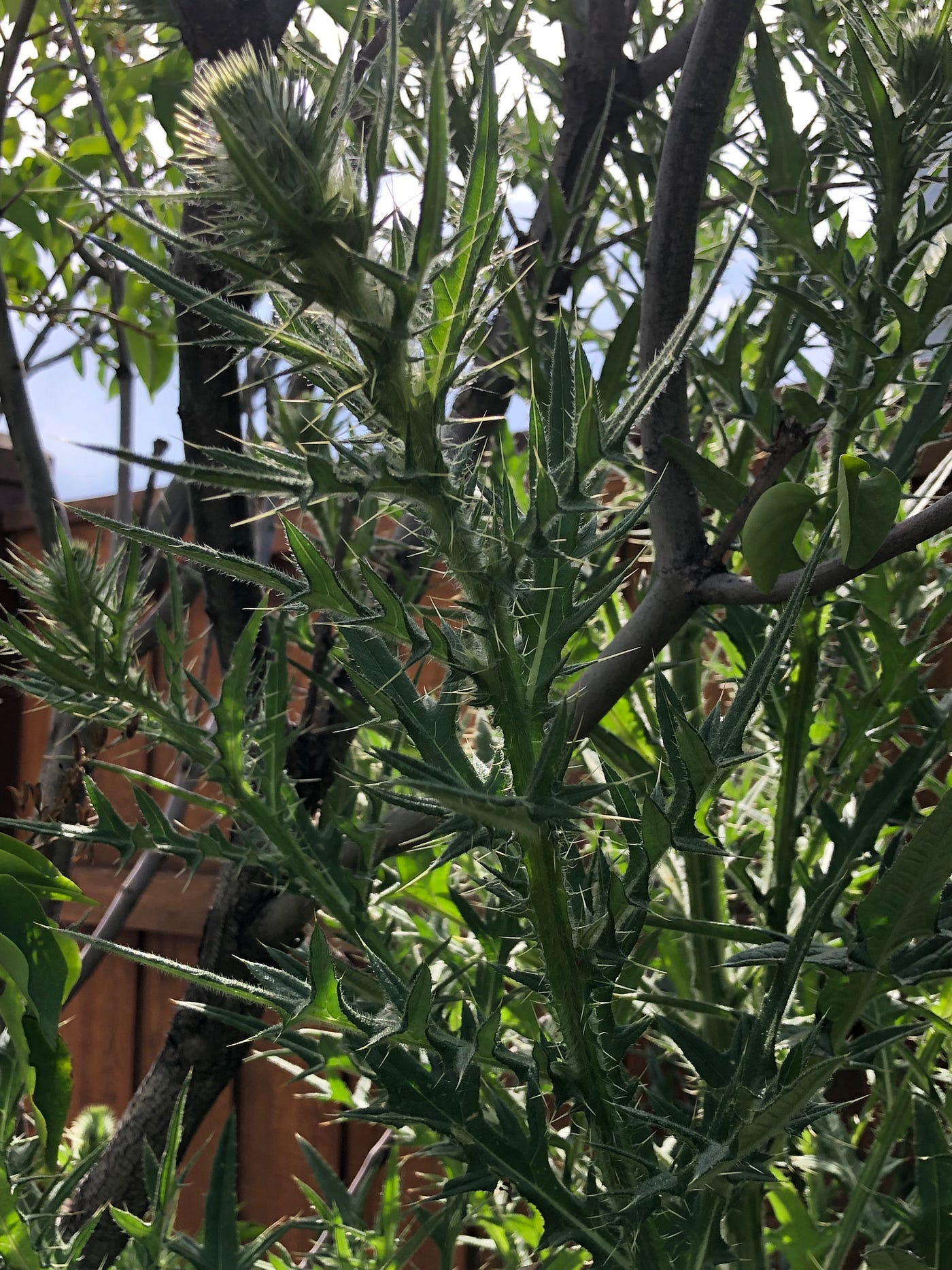 A large thistle growing amidst un-bloomed lilacs