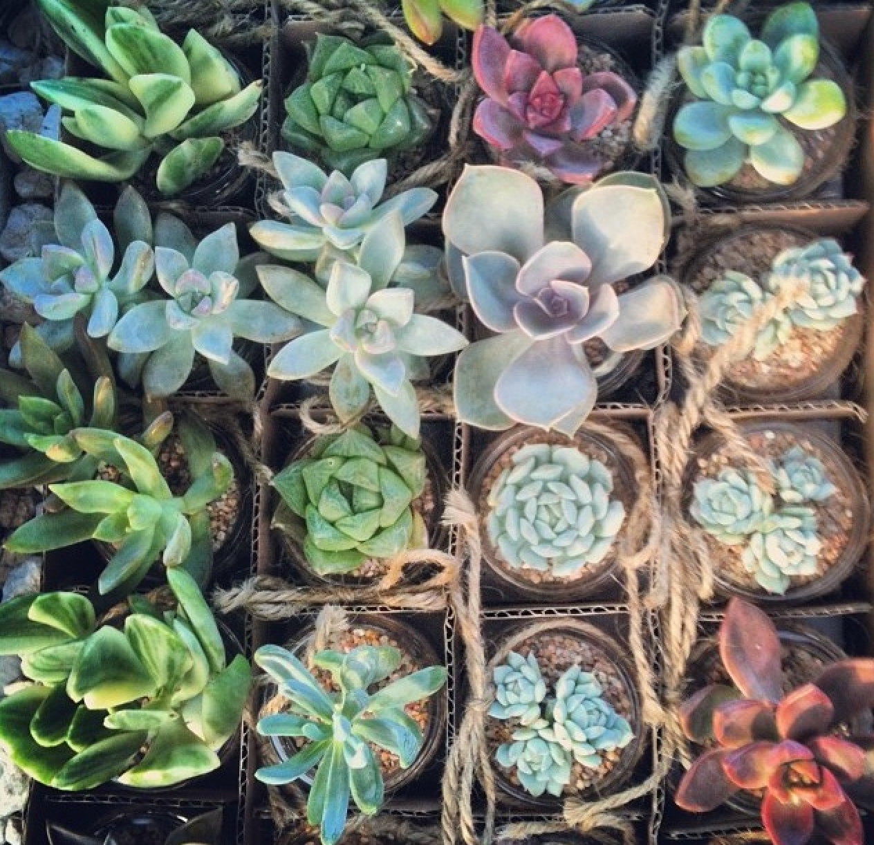 East Austin Succulents. Eric Pedley, Founder | by Dirt Road Travels | Medium