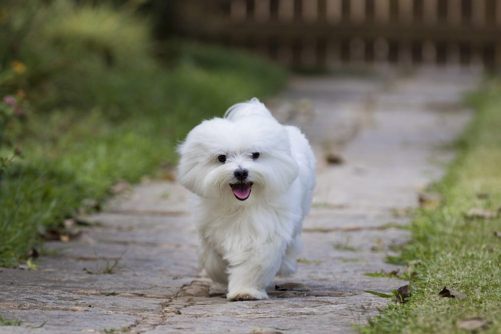12 signs of an extremely happy pooch, by Adaptil