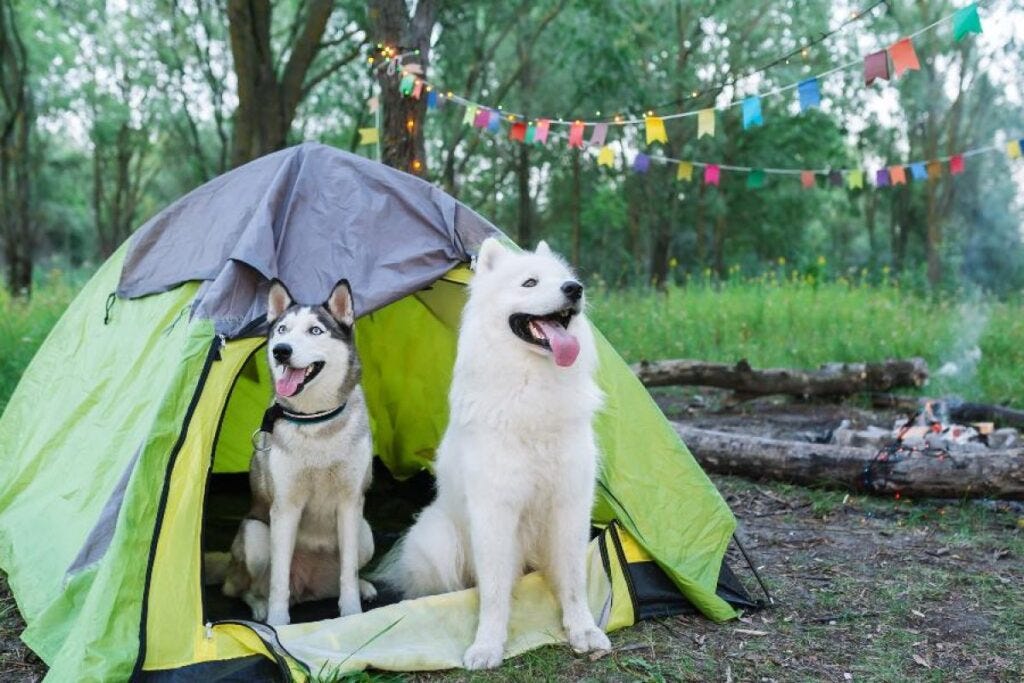 Camping pets friendly España