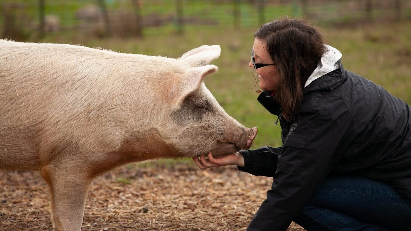 manifestare con la luna  Think Green • Live Vegan • Love Animals