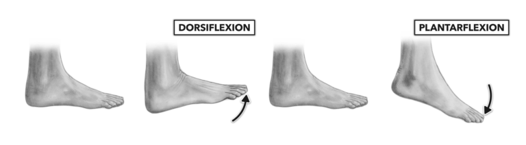 Active Plantar Flexion and Dorsiflexion
