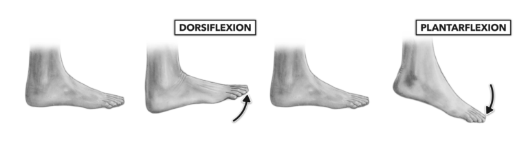 Dorsiflexion and Plantar Flexion of the Foot