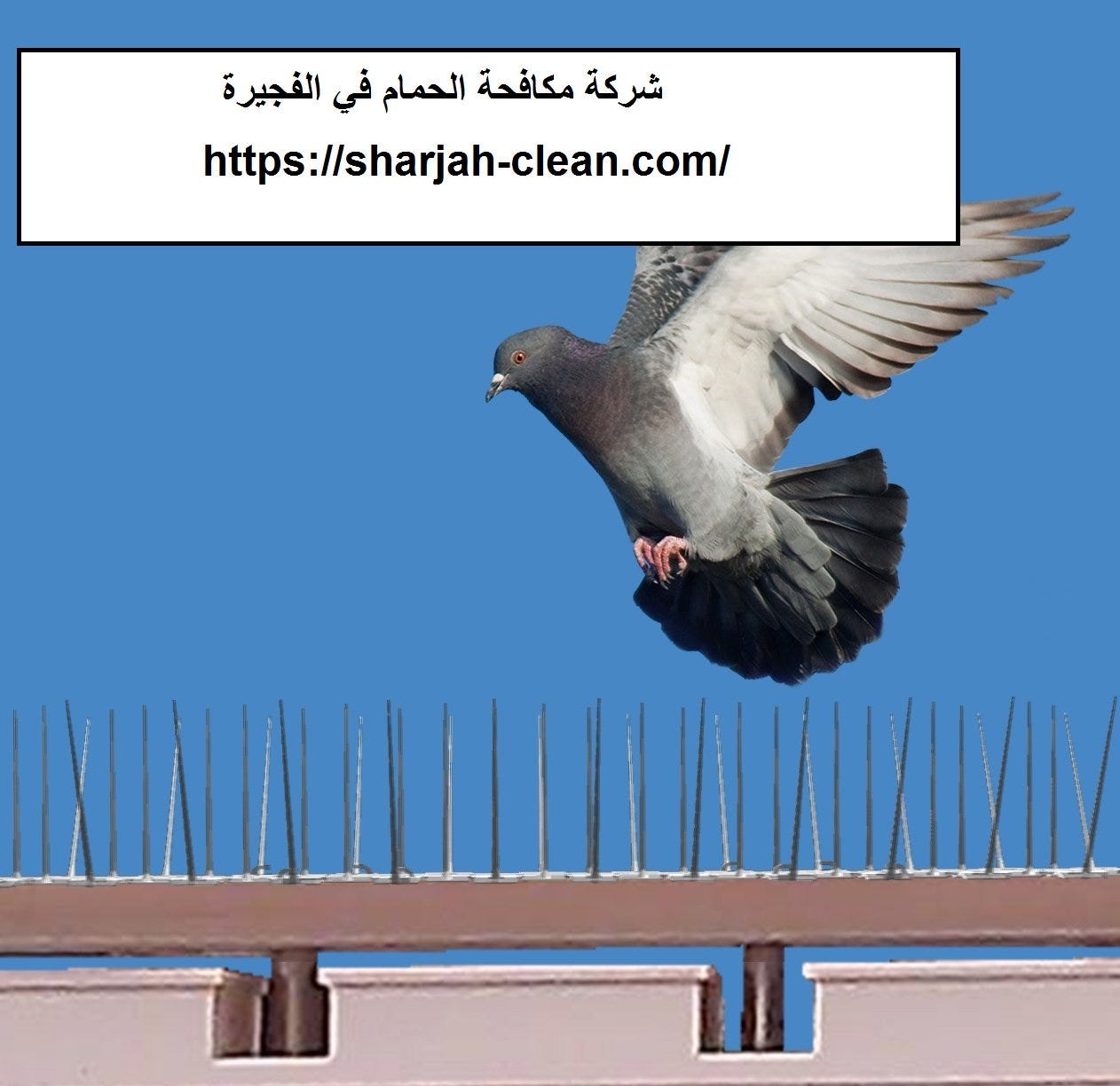 شركة مكافحة الحمام في الفجيرة. شركة مكافحة الحمام بالفجيرةتعتبر… | by  Rowadcleaning | May, 2023 | Medium