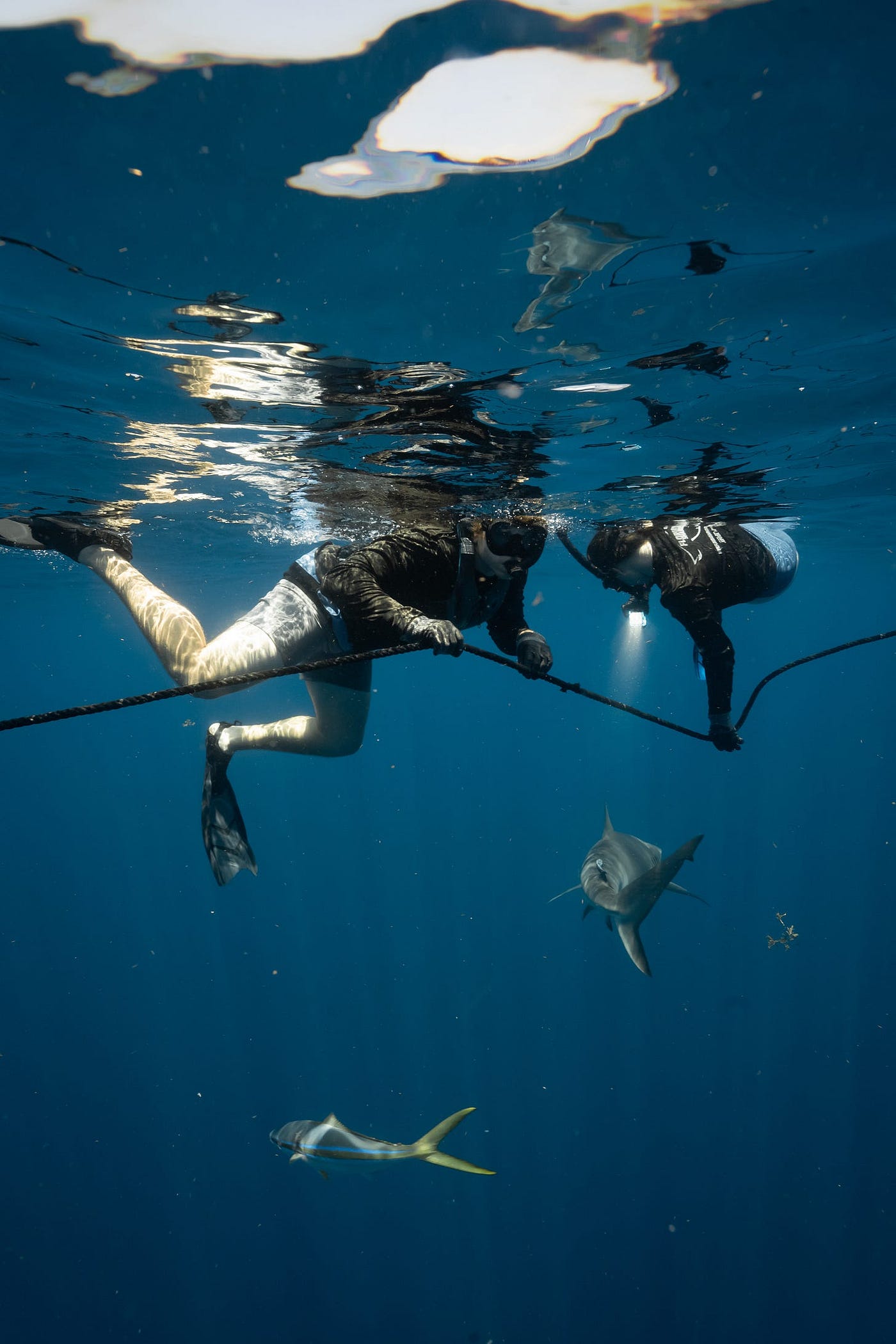The Unexpected Side Effect I Received From Swimming with Sharks.