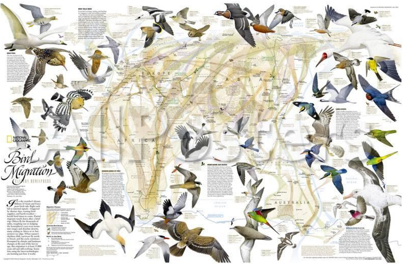Bird Migration And Evolution: Unveiling Nature’s Epic Journey